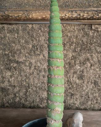 Eulychnia castanea spiralis, alta circa 35.