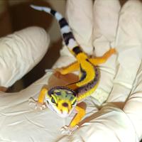 Geco leopardino baby