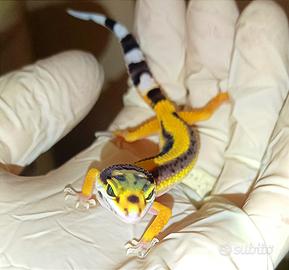 Geco leopardino baby