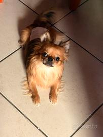 Chihuahua toy per monta