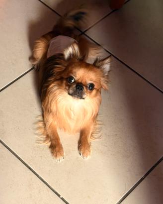 Chihuahua toy per monta