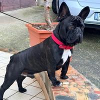 Accoppiamento bulldog francese