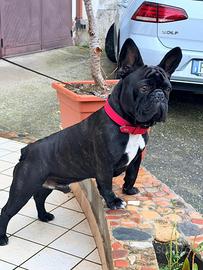 Accoppiamento bulldog francese