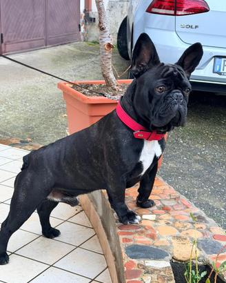 Accoppiamento bulldog francese