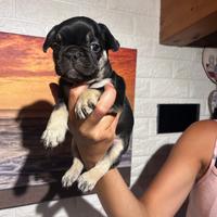 Bulldog francese