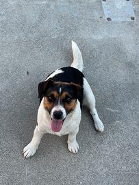 Jack Russel 1 anno Femmina