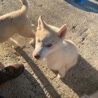 Cuccioli Siberian Huscky