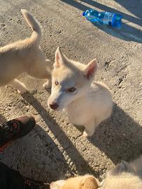 Cuccioli Siberian Huscky