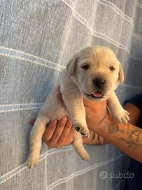 Vendita labrador