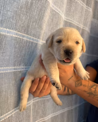 Vendita labrador