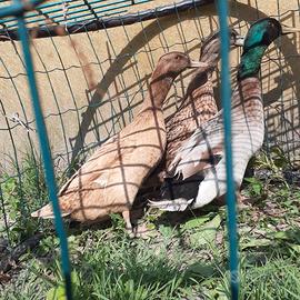 Anatre da uova di 18 mesi