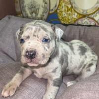 Pitbull