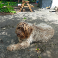 Lagotto romagnolo