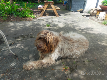 Lagotto romagnolo