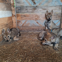 Cuccioli di Cane Lupo Cecoslovacco