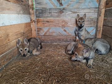 Cuccioli di Cane Lupo Cecoslovacco