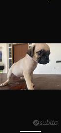 cucciolo maschio di carlino chug