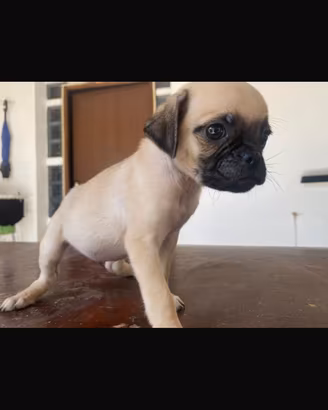 cucciolo maschio di carlino chug