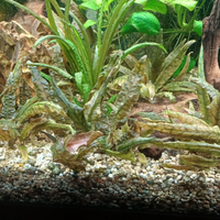 Piante Acquario