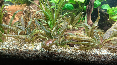 Piante Acquario