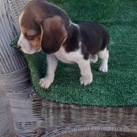 Beagle cucciolina