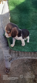 Beagle cucciolina