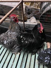 Galline cocincine nane