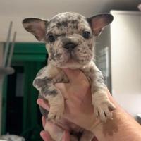 Cuccioli bulldog francesi merle maschi femmine