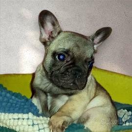 Bull dog Francese