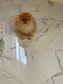 Volpino spitz