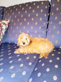 Cucciolo di barboncino cockapoo