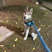 Cane husky per monta