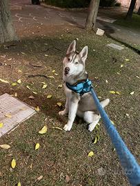 Cane husky per monta