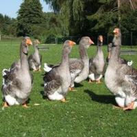 Oche di Tolosa industriale