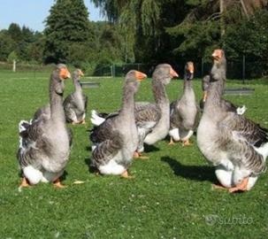 Oche di Tolosa industriale