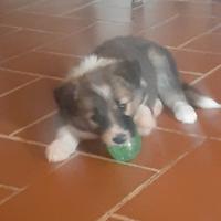 Border collie