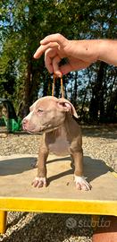 American pitbull terrier