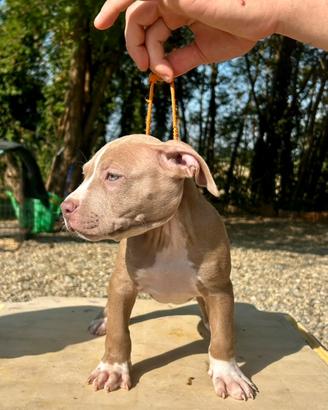 American pitbull terrier