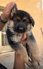 Cuccioli di Pastore Tedesco