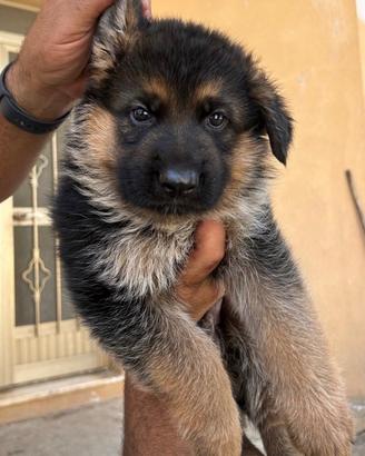 Cuccioli di Pastore Tedesco