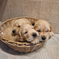 Cuccioli golden retriever europeo