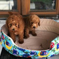 Cuccioli di barboncini toy maschi femmine