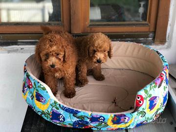 Cuccioli di barboncini toy maschi femmine