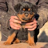 Cucciole rottweiler pedigree