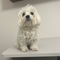 Cuccioli di maltese toy