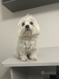 Cuccioli di maltese toy