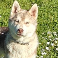 Siberian Husky 3 mesi Pedigree e Vaccinazioni