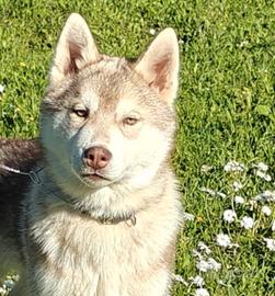 Siberian Husky 4 mesi Pedigree e Vaccinazioni