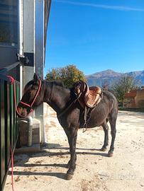 puledra