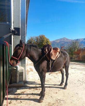 puledra